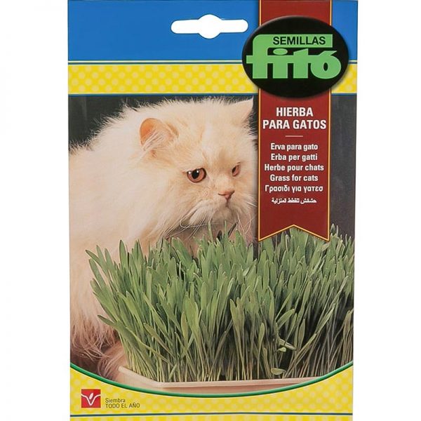 Fito Grass for Cat Premium Quality Seeds