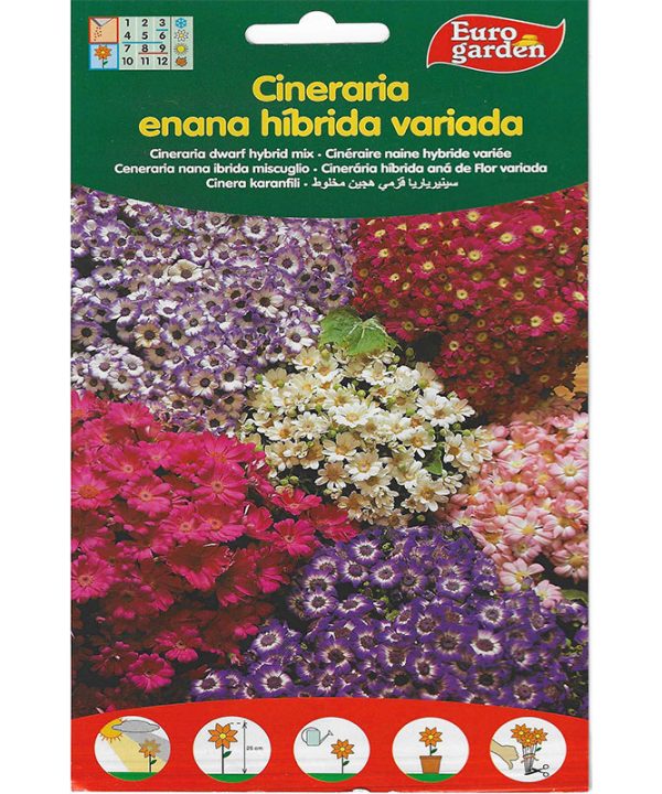 Euro Garden Cineraria Dwarf Hybrid Mix Premium Quality Seeds
