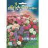Alta Selezione Aster Nano Multicolor Premium Quality Seeds