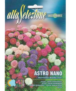 Alta Selezione Aster Nano Multicolor Premium Quality Seeds