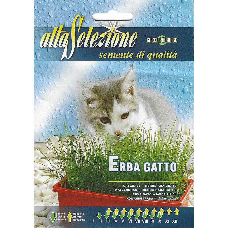 Alta Selezione Catgrass Premium Quality Seeds