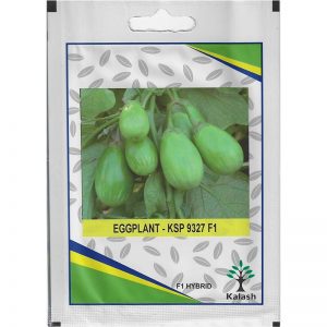 Kalash Eggplant KSP 9327 F1 Hybrid Premium Quality Seeds