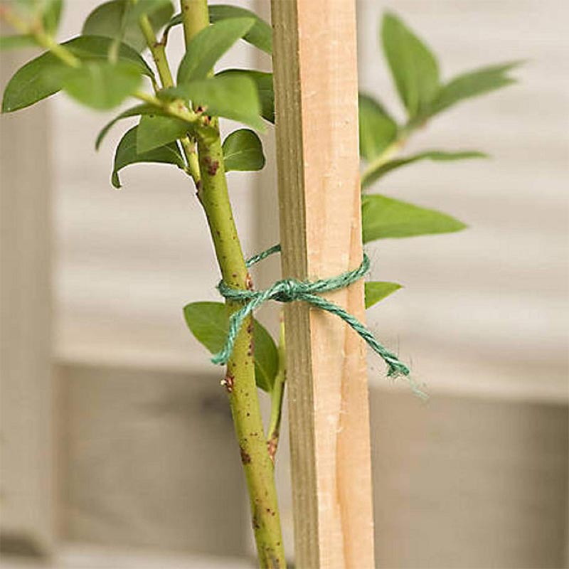 Wooden Support Sticks for Indoor & Outdoor Plants