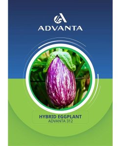 ADVANTA 312 Hybrid Eggplant Premium Quality Seeds