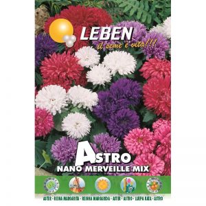 Leben Aster (Astro Nano Merveille Mix) Premium Quality Seeds Made in Italy