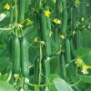 Agrimax Hybrid Cucumber Zain F1 Premium Quality Seeds (Made in Spain) by Agrimaxgroup®