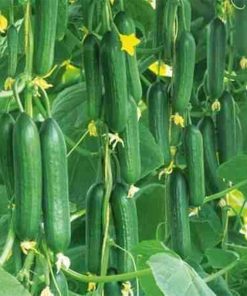 Agrimax Hybrid Cucumber Zain F1 Premium Quality Seeds (Made in Spain) by Agrimaxgroup®