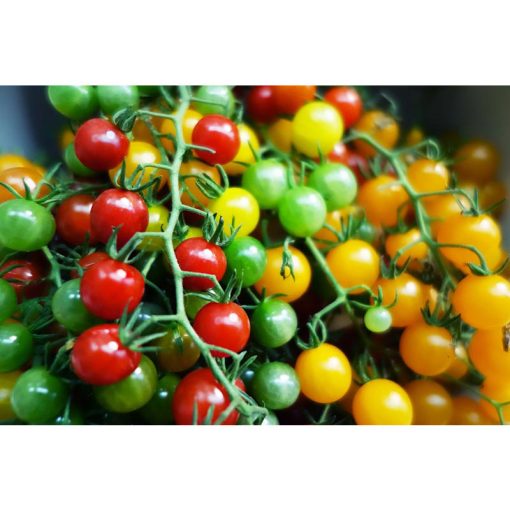 Agrimax Hybrid Cherry Tomato Mai Sherry F1 Premium Quality Seeds (Made in Spain) by Agrimaxgroup®