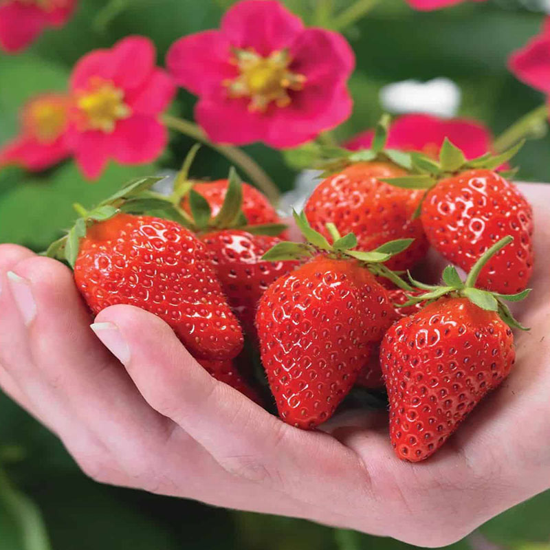 Agrimax Red Paradise Strawberry Premium Quality Seeds (Made in Spain) by AgrimaxgroupÂ®